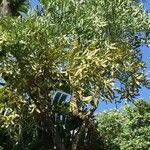 Cussonia paniculata عادت داشتن