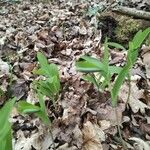 Uvularia sessilifolia Yeri