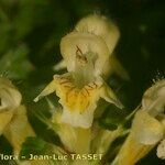 Galeopsis × polychroma Bloem