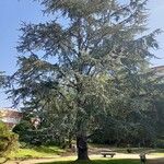 Cedrus libani 整株植物