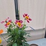 Dahlia × cultorum Thorsrud & ReisaeterΛουλούδι