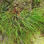 Festuca heterophylla برگ