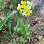 Biscutella cichoriifolia Flower