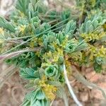 Thymelaea virescens Flower