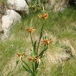 Lilium pyrenaicum Altres