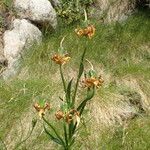 Lilium pyrenaicum Sonstige