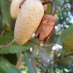 Qualea parviflora Fruit