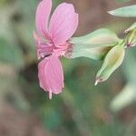 Vaccaria hispanica 花