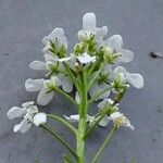 Iberis amara Flower