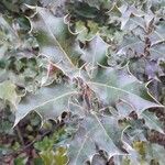 Ilex aquifolium Blad