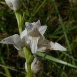 Cephalanthera rubra Çiçek