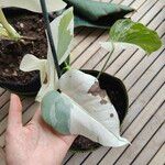 Philodendron hastatum Hoja