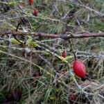 Rosa stylosa Ffrwyth