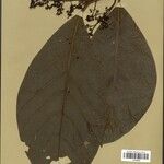 Ocotea tabacifolia 葉