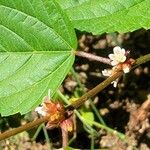 Melochia nodiflora Flower