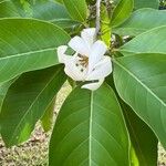 Magnolia × alba