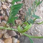 Astragalus crenatus Ovoce