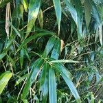 Pseudosasa japonica 葉