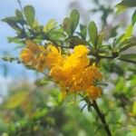 Berberis darwinii Blomma