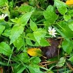 Stellaria aquatica Hábitos