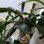 Schlumbergera bridgesii Hàbitat