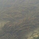 Vallisneria spiralis Likasa