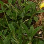 Tuberaria lignosa Blatt