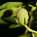 Hibiscus boryanus Плод