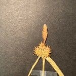 Carex flava ফুল