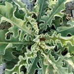 Verbascum undulatum Leaf