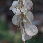 Veltheimia bracteata Plod