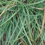 Carex spicata Φύλλο