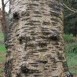 Betula potaninii Corteza