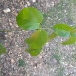 Bignonia diversifolia Leaf