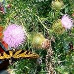 Cirsium discolor Flor