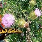 Cirsium discolor Kvet