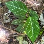 Anthurium crystallinum Hoja