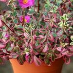 Portulaca umbraticola पत्ता