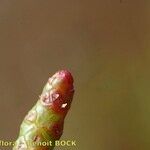 Salicornia procumbens Sonstige