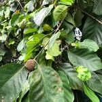Nauclea latifolia Folio