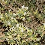 Astragalus armatus 整株植物