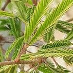 Calliandra surinamensis Feuille