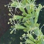 Silene borysthenica Flower