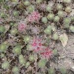 Trifolium stellatum Flower