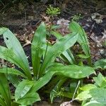 Clintonia umbellulata 形態