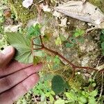 Begonia fischeri Агульны выгляд