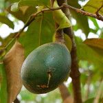 Picralima nitida Fruto
