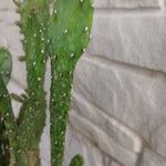 Opuntia maxima Blatt