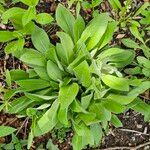 Rudbeckia hirta Folio