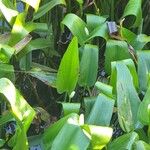 Pontederia cordata Foglia